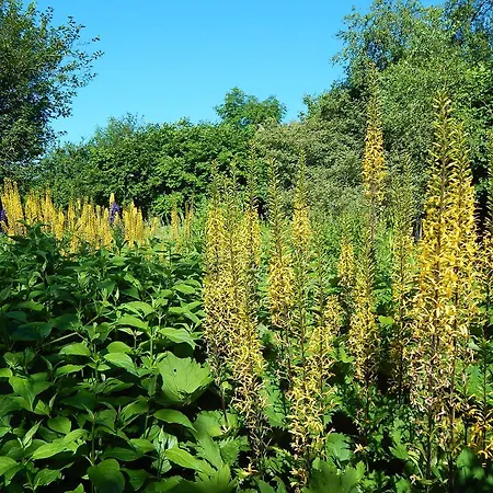 Cold Cotes Pensjonat Harrogate